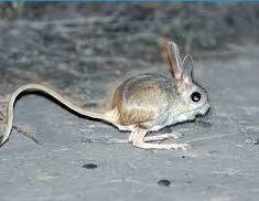 Ведет в основном ночной образ жизни