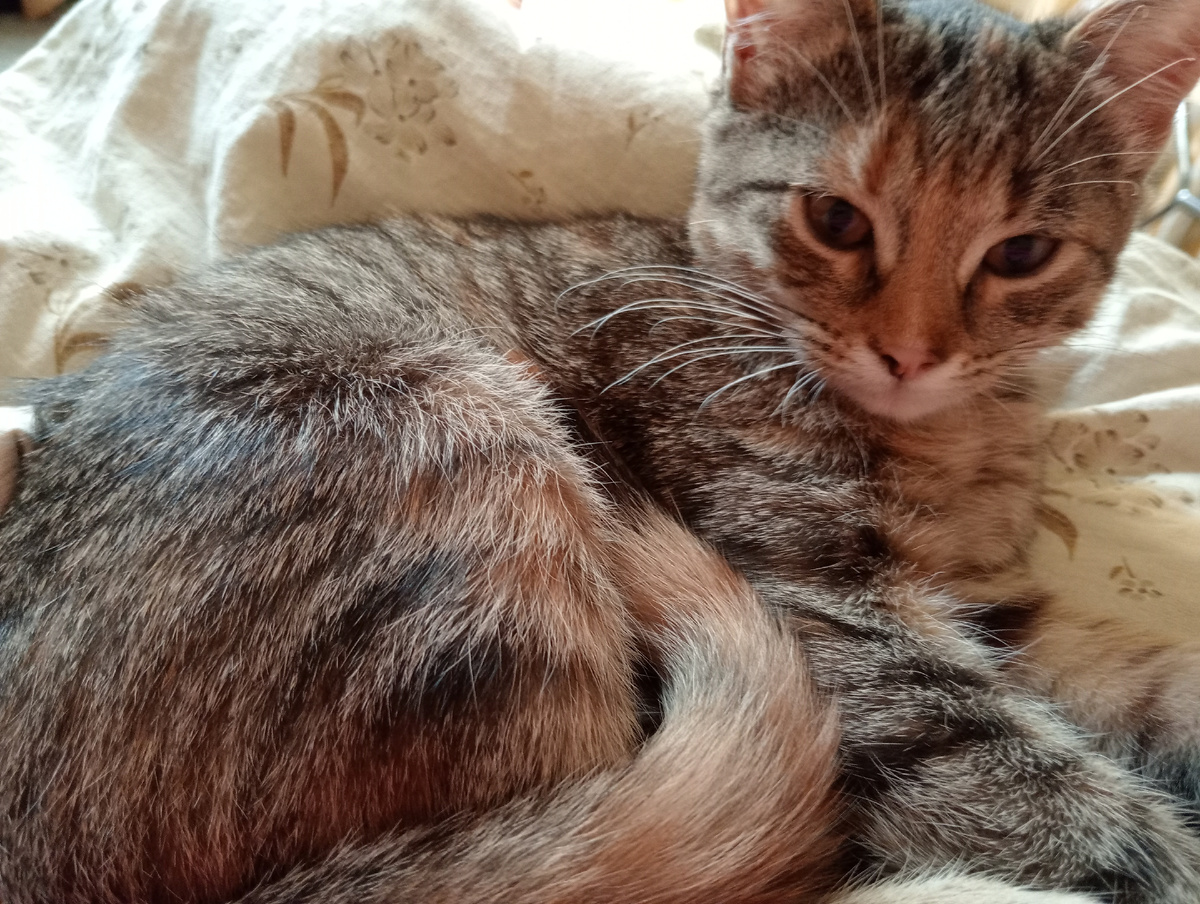 Поохотиться не дали, домой нас загнали! - Шпротинка 