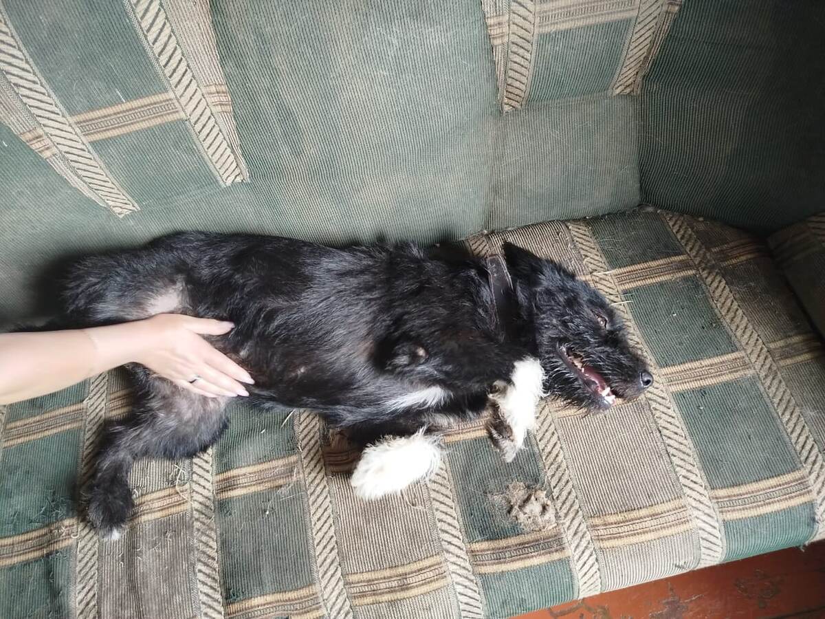 Непрезентабельный старый диван, на котором любили играть Пухля и Юна