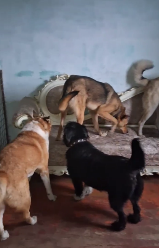 Надо всё обследовать!