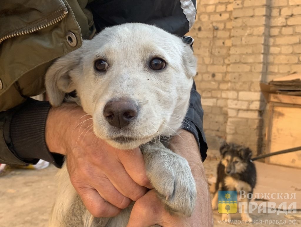     Лежала на асфальте и дёргалась: в Волгограде машина на медленной скорости проехала по собаке
