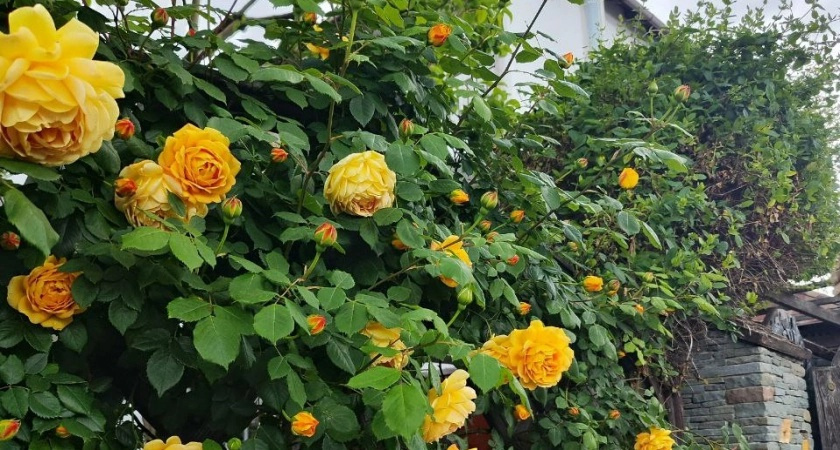    Розам перед зимой - первым делом: 50 грамм под куст - и морозы не страшны