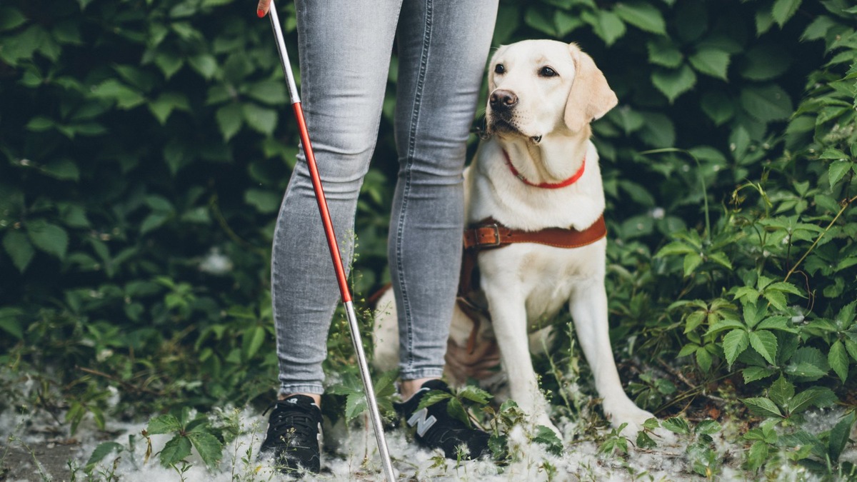   Лабрадоры стали самой популярной породой для работы поводырем не просто так