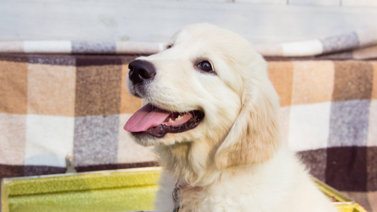    Щенки проходят жесткий отбор перед допуском к обучению