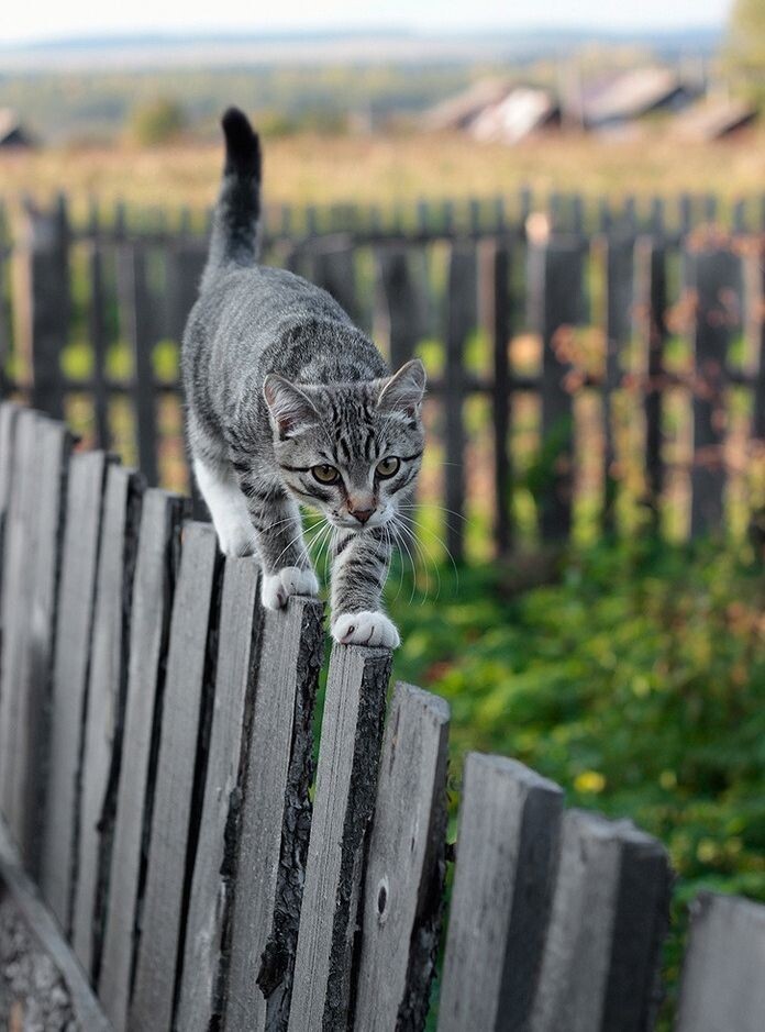 Из сети Интернет