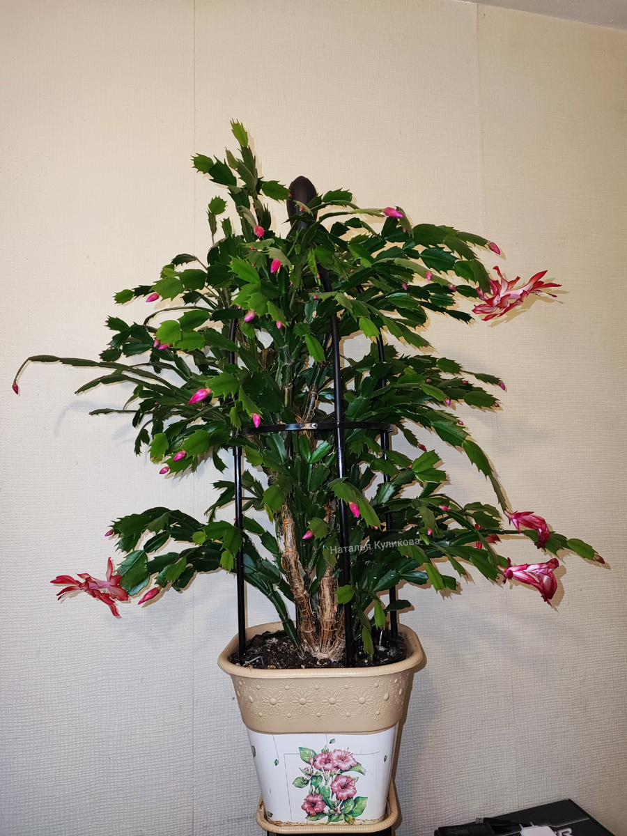 Шлюмбергера распускает цветы по-немногу. Фото автора. Фото Натальи Куликовой.  