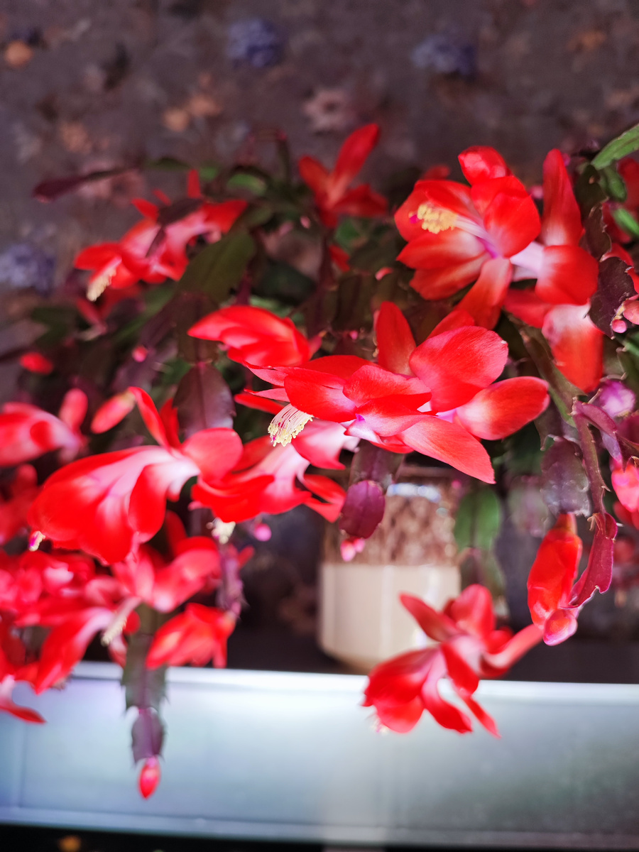 Обильное цветение декабриста. Фото Натальи Куликовой. Фото автора. 