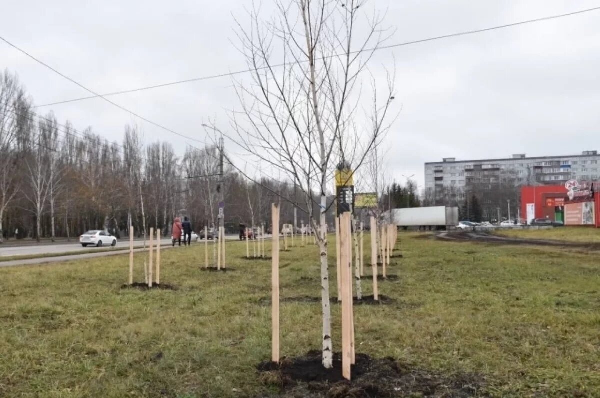    Более 160 деревьев посадили в микрорайоне Арбеково Пензы осенью