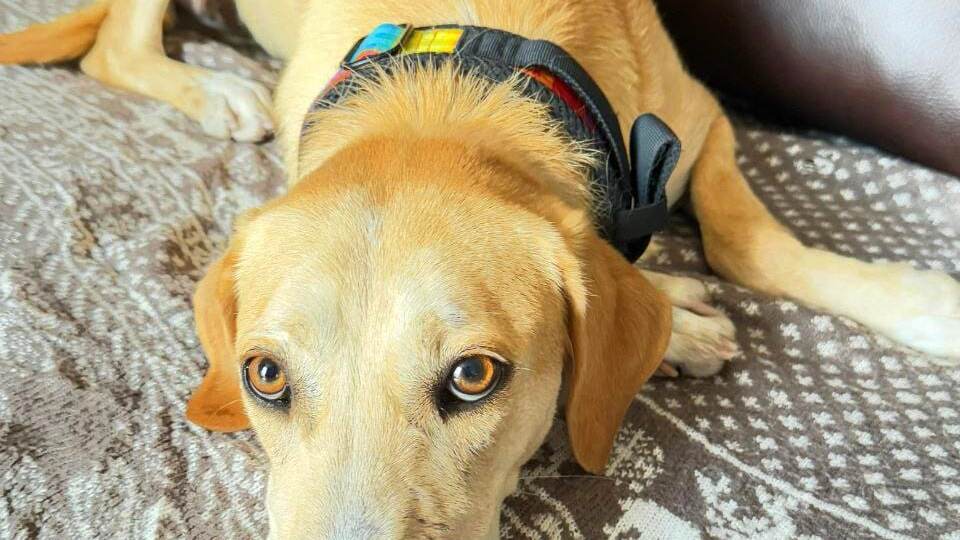 Хозяин выбросил Луну за то, что не умеет охотиться.