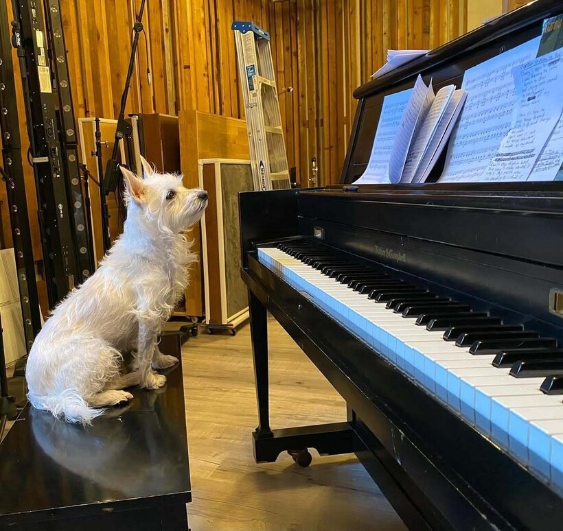    Собака пианистки слушает музыку внимательнее людей