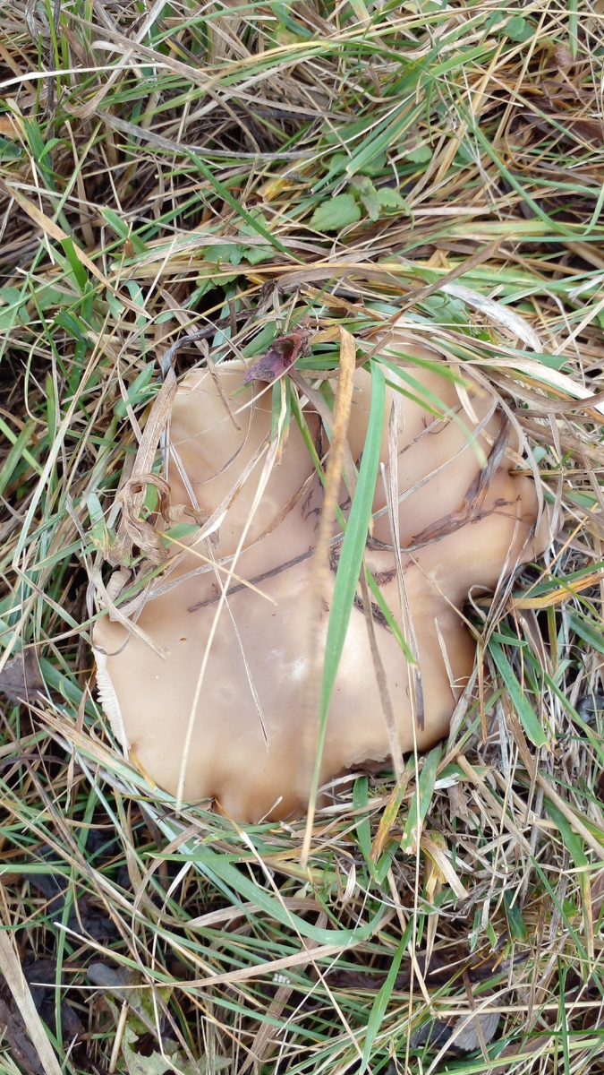 Лиловая нога