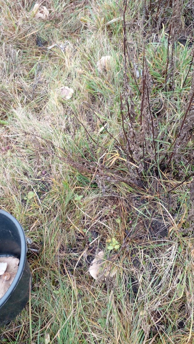 В зарослях пижмы