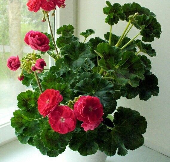 Герань с длинными цветоносами: быстрые решения