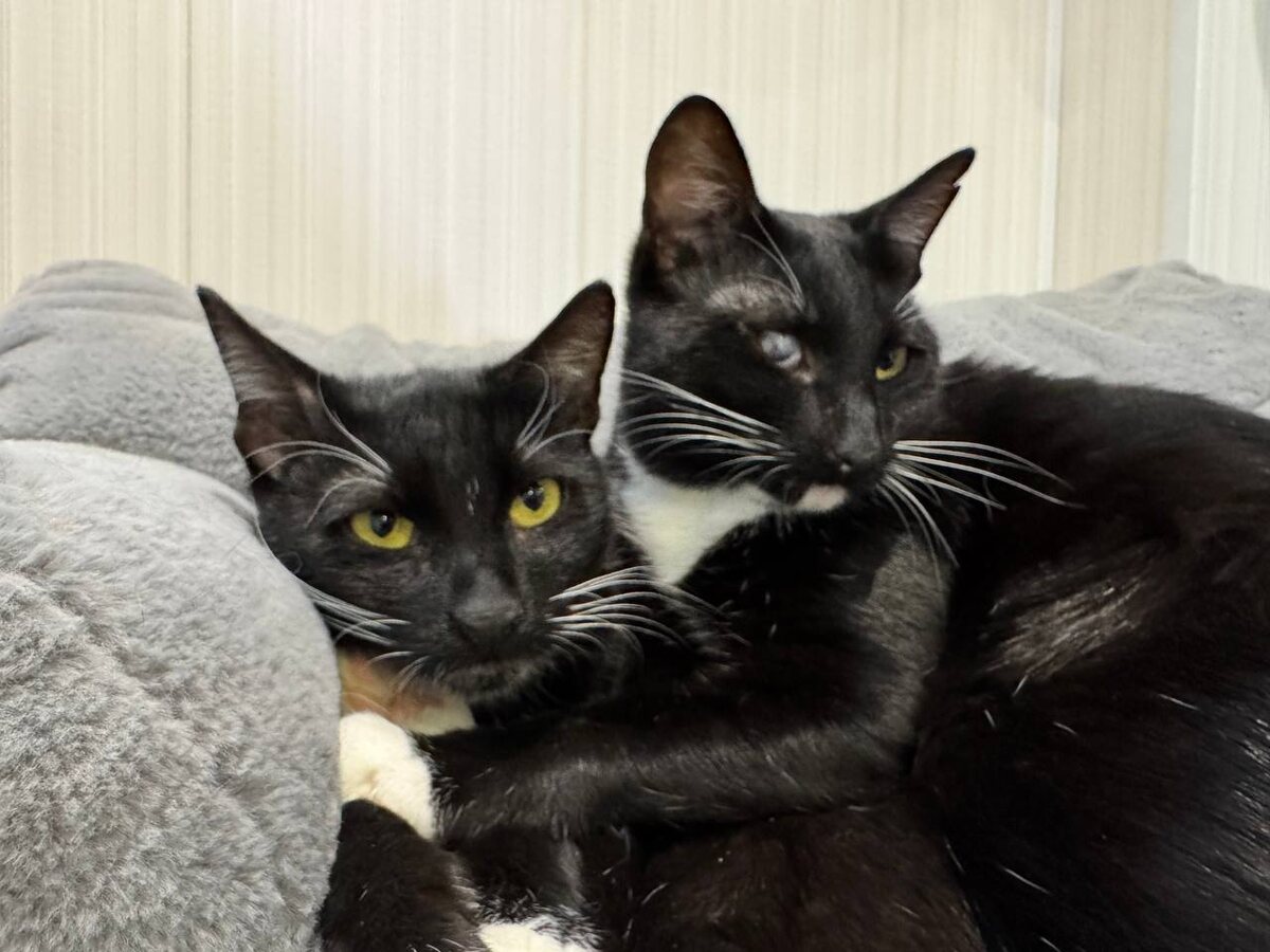 Симона и Рамона