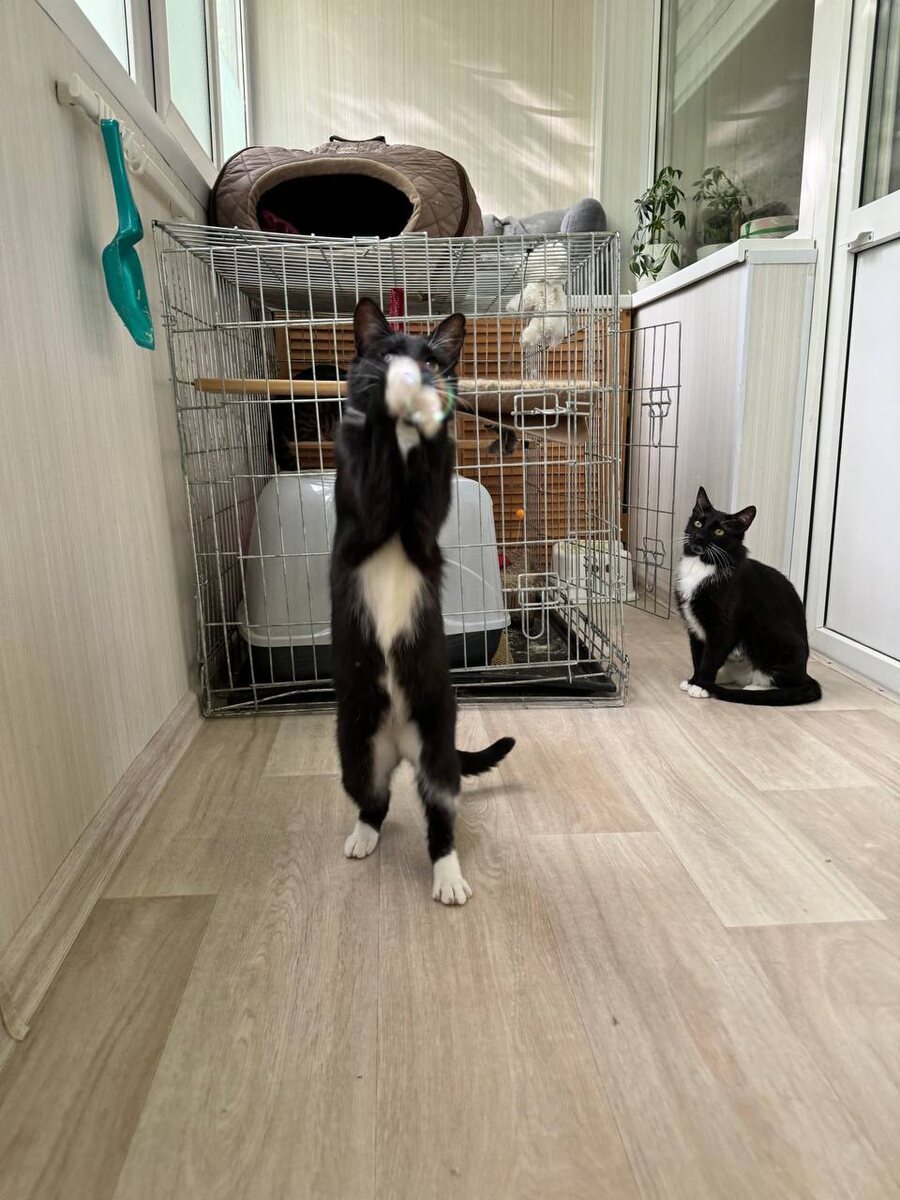 Кошек на двух лапах видели? Теперь видели