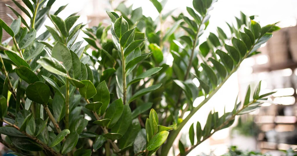 Уход за замиокулькасом. Основные моменты.