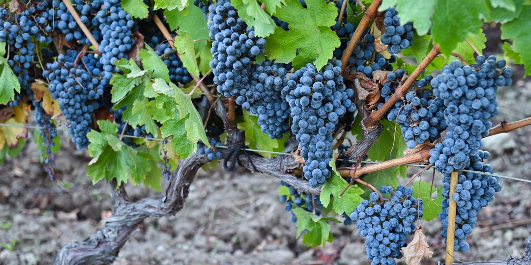 В Дагестане возродят редкий сорт винограда