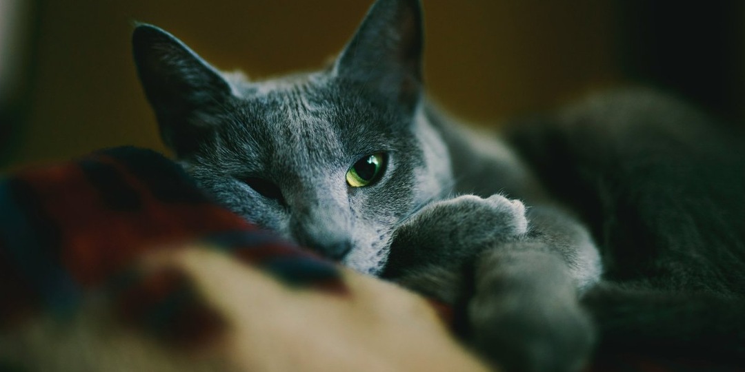 От маршрута № 80 до нового дома: трогательная история кота Бусика