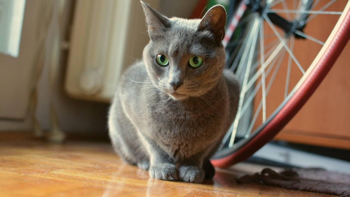    Семья водителя определила, что забытый кот — чистопородный русский голубой