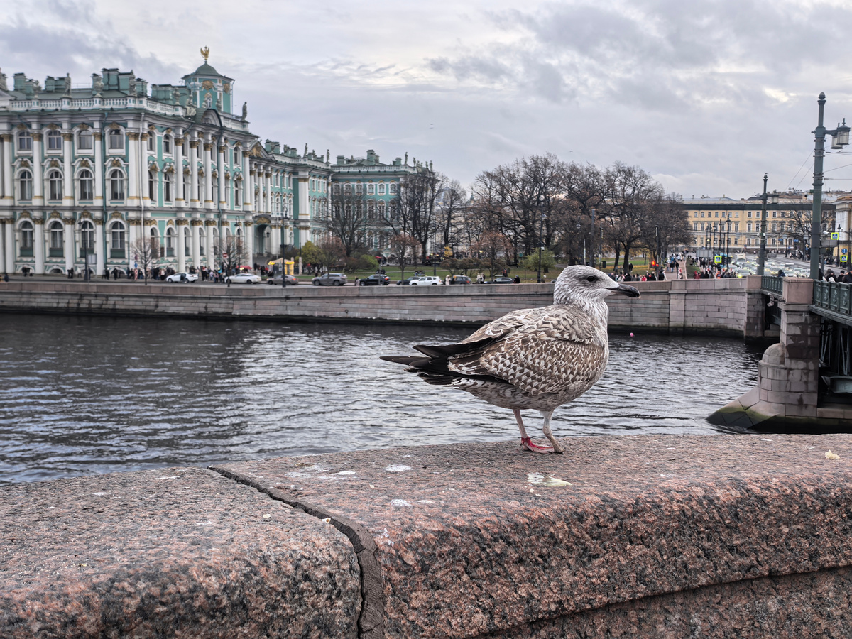 Вид на Зимний дворец с моста