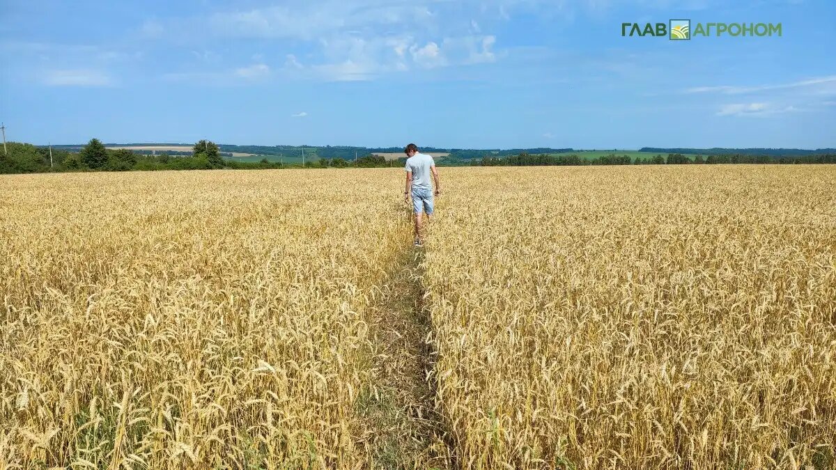 Фото:© Артем Борисов / Glavagronom.ru
В России появится молодежный агроклуб