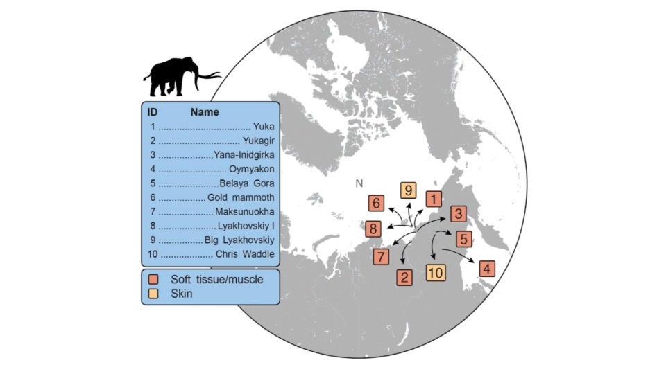   Emilio Marmol-Sanchez et al. / Cell, 2025