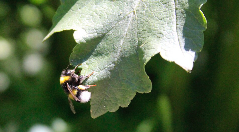   Humoyun Mehridinov / Wikimedia Commons / CC BY-SA 4.0