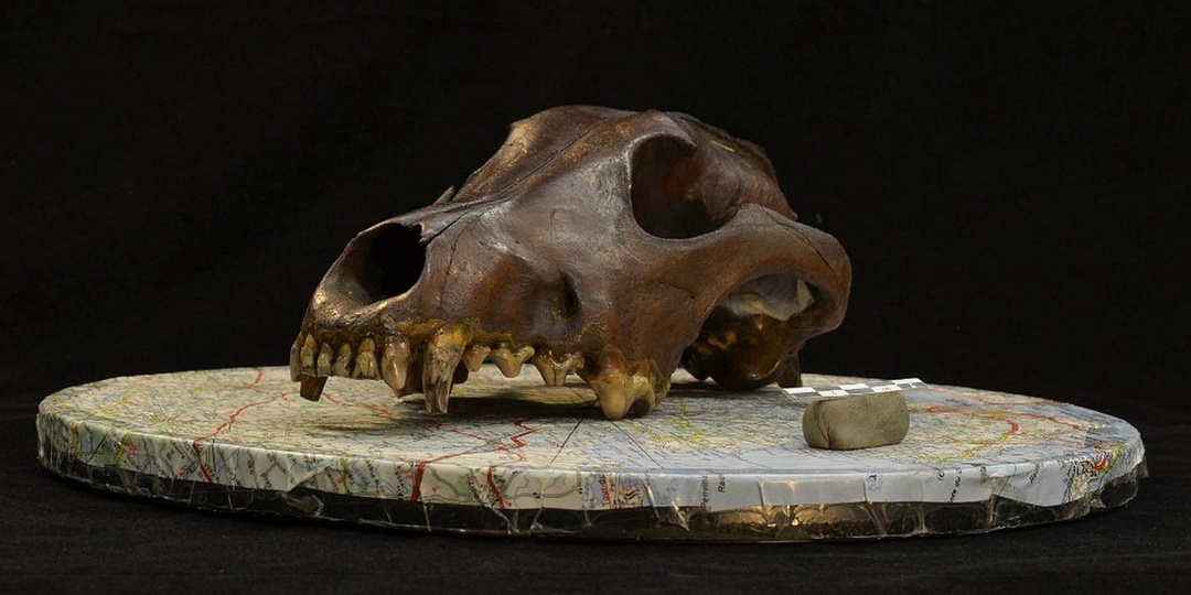 Правду о породах собак раскрыла 11000-летняя находка на Русском Севере