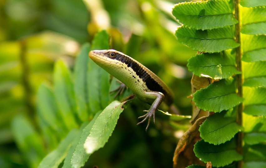 Змеи с ногами