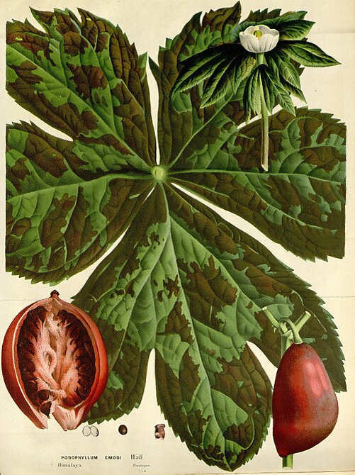 Фото взято из открытого источника