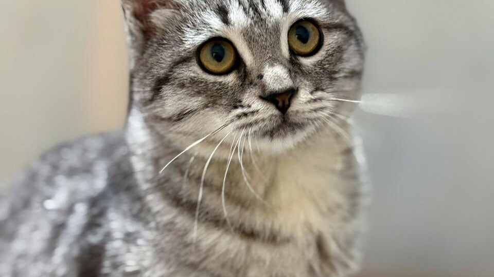 Котеночек, над которым издевались хозяева, пролечен и готов ехать домой!