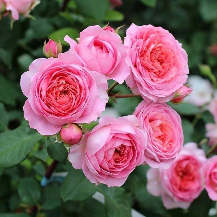 Фото из интернета 