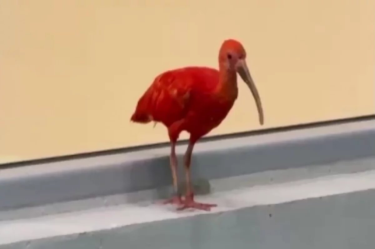    В Пермский зоопарк привезли красных ибисов