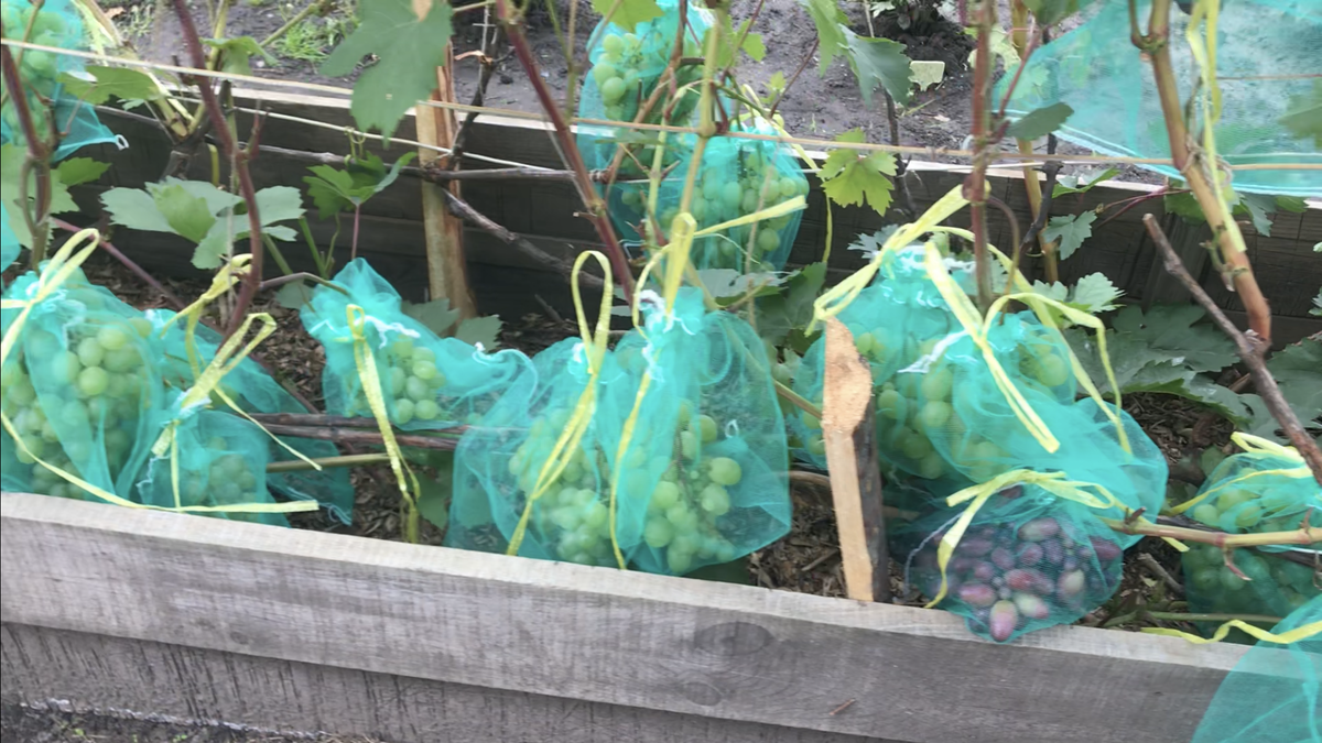 Виноград сорта Марсианин и Красотка. Стационарный короб. 