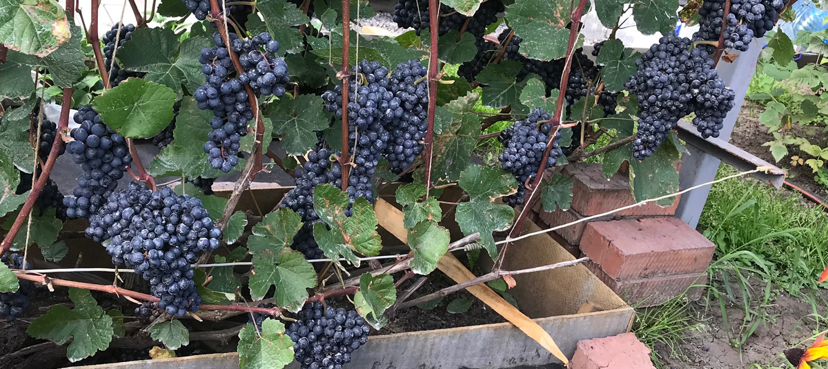 Виноград кишмиш Памяти Домбковской (ЧБЗ)голова куста в траншее. 