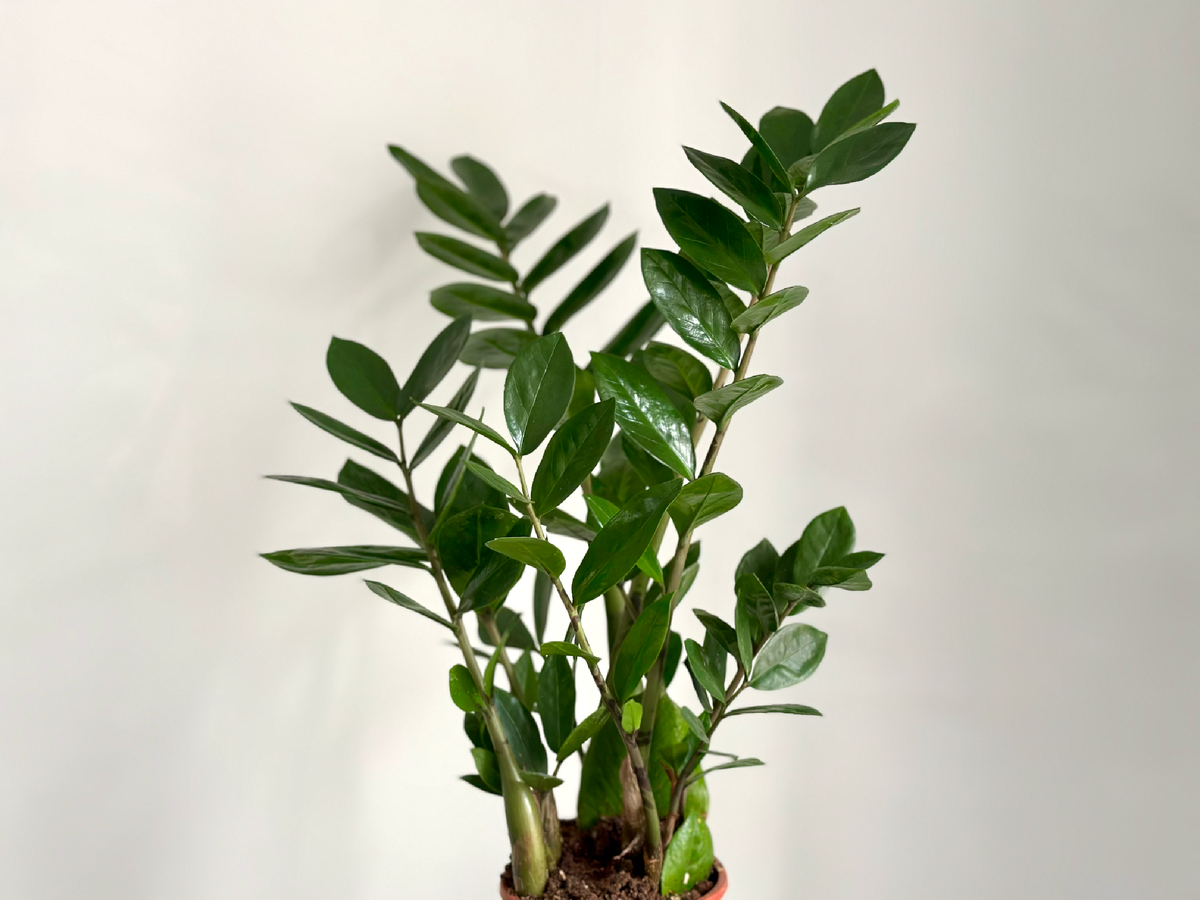 классический замиокулькас 