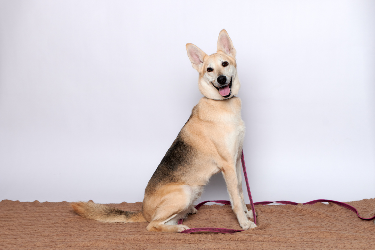 Поля с удовольствием любит: гулять, заниматься с кинологом, активно общаться как с людьми, так и с другими четвероногими друзьями.