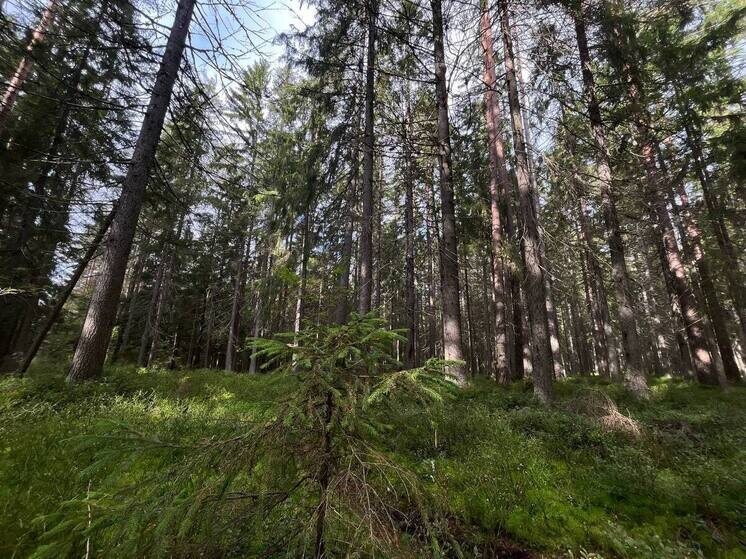     Масла хвойных деревьев обладают антисептическим, противовоспалительным и противовирусным свойствами. Фото: Архив МК в Великом Новгороде