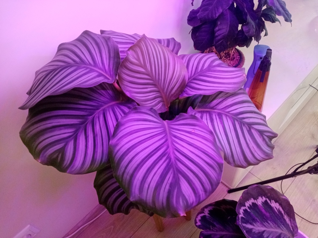 Одно из самых красивых растений, на мой взгляд.