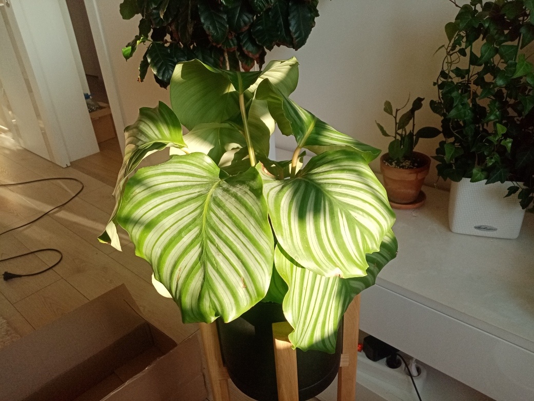 Орбифоля просто восхитительна.