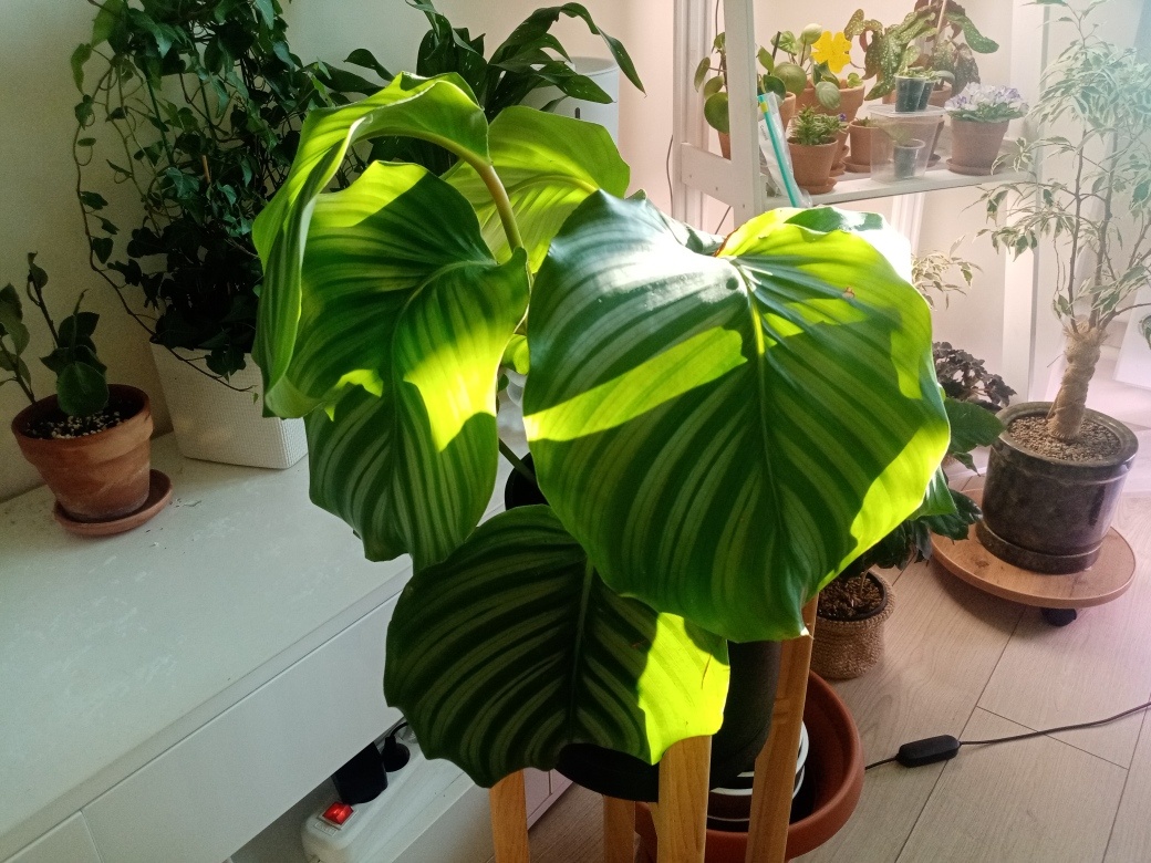 Орбифолия летом 2025