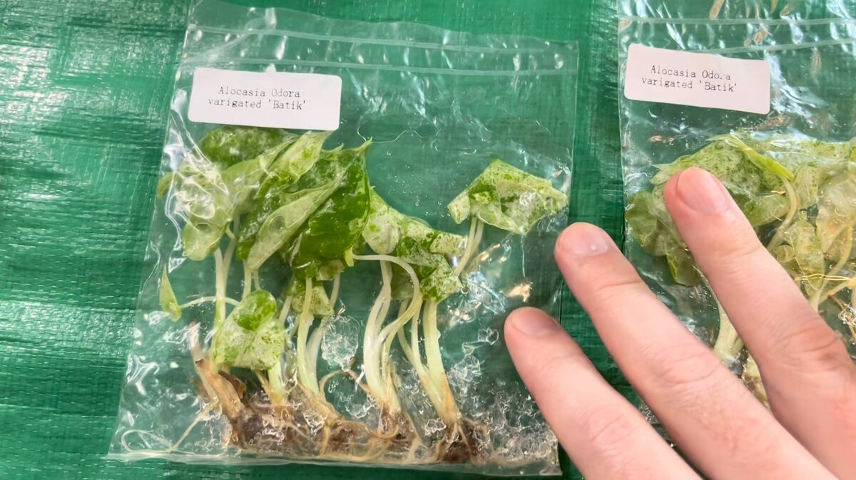 Odora Variegated Batic