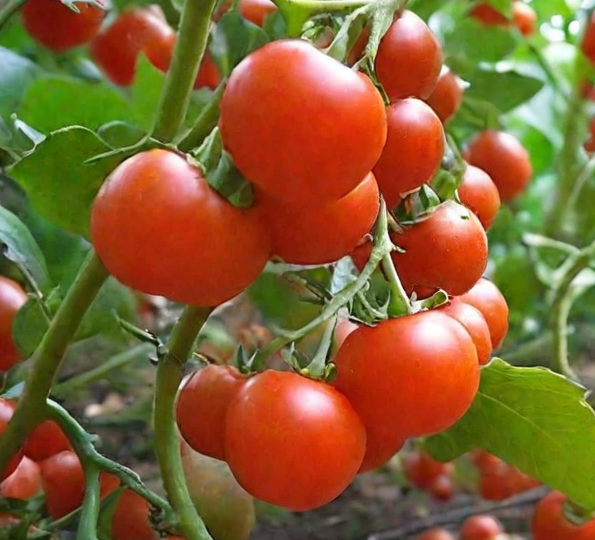 Выбираем сорта томатов на 2026г