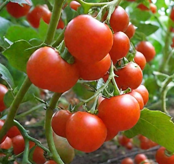 Томат Бетта