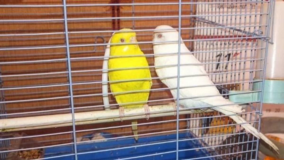    Фото: Telegram / ГКУ МО «Мособлпожспас»