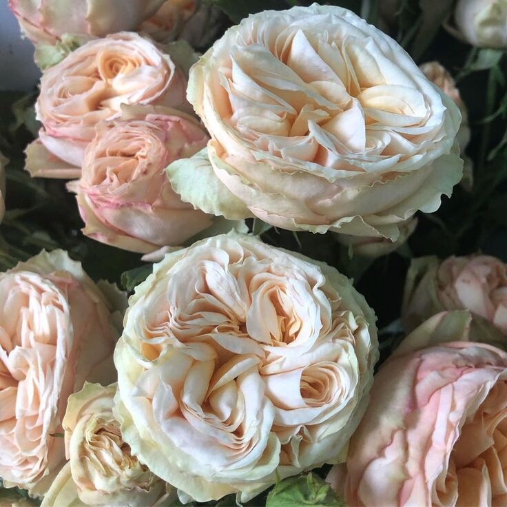 Фото из Интернета 