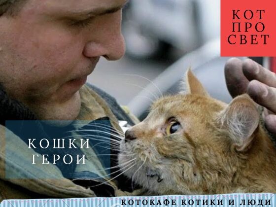 Залы славы героев‑животных