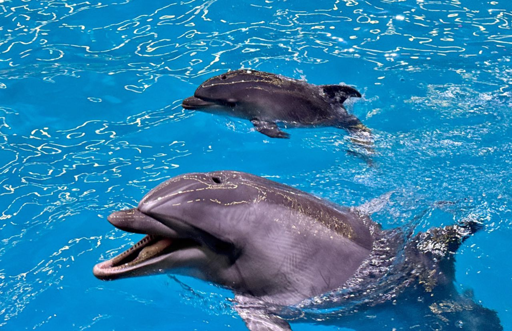    Малыш появился на свет 12 октября