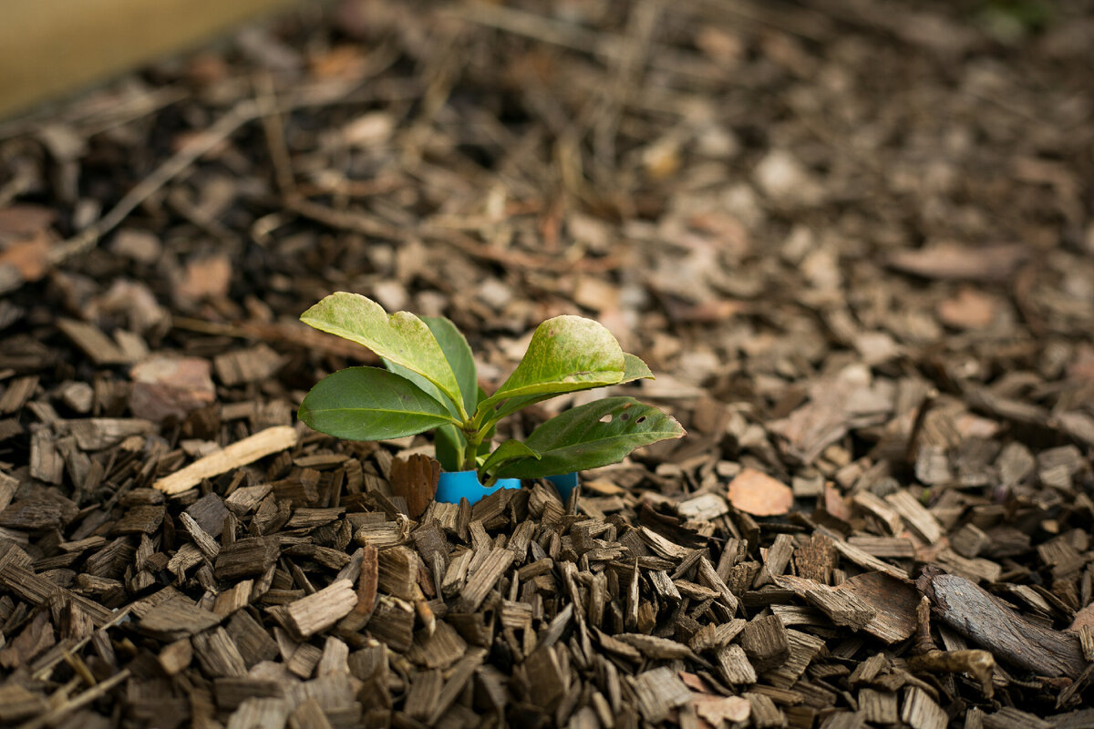 Март 2023. Автор фото Елена Якимова / Greenfingers