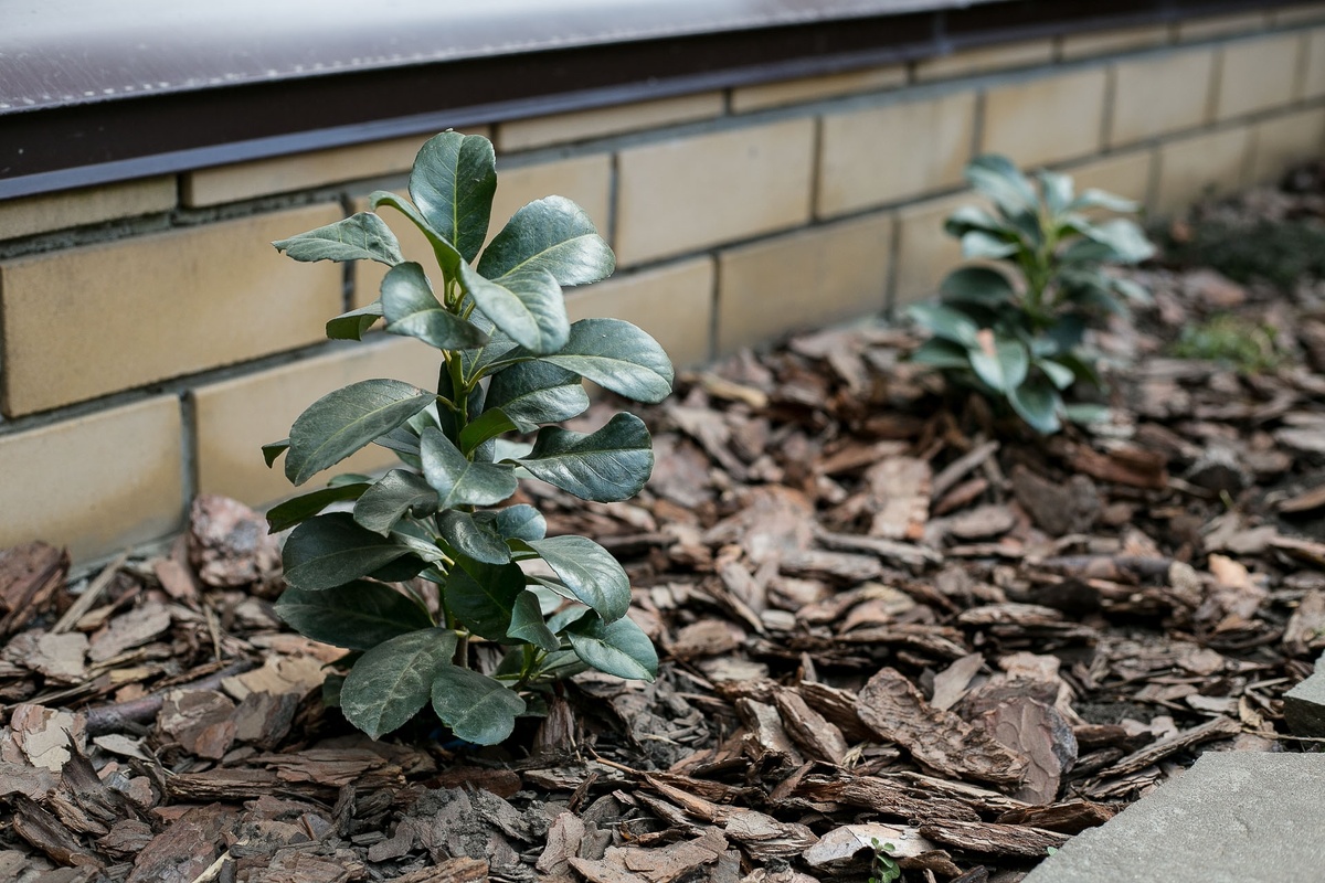 Март 2024. Автор фото Елена Якимова / Greenfingers